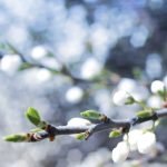 Seasonal Allergies Spring Optometry Promotions, hay fever