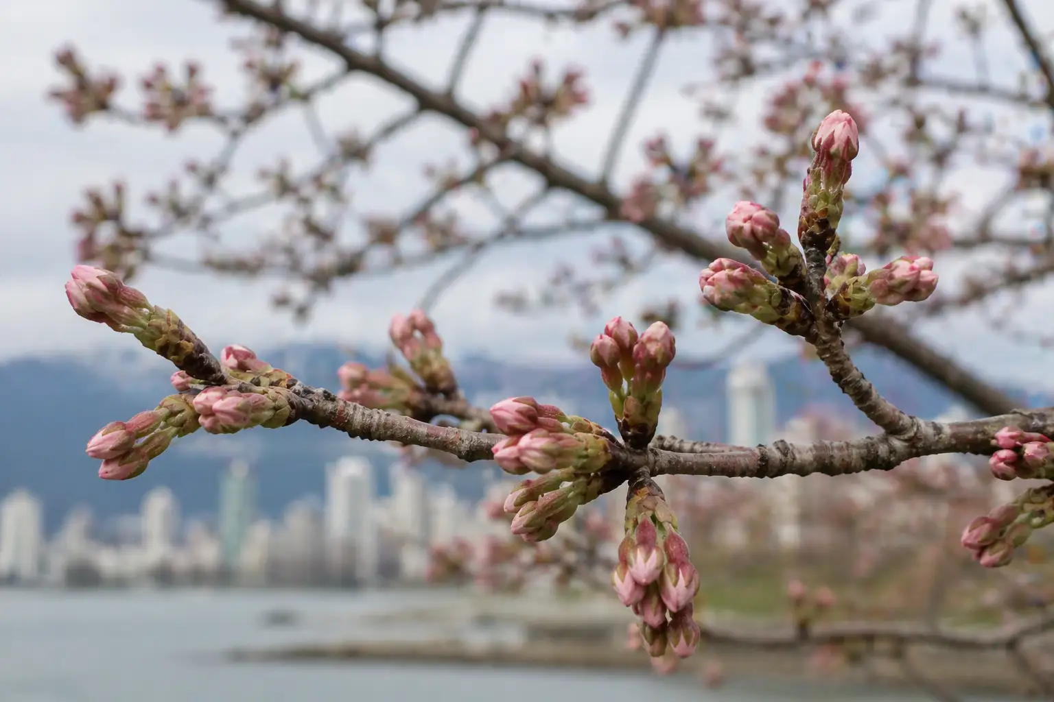 blossombud
