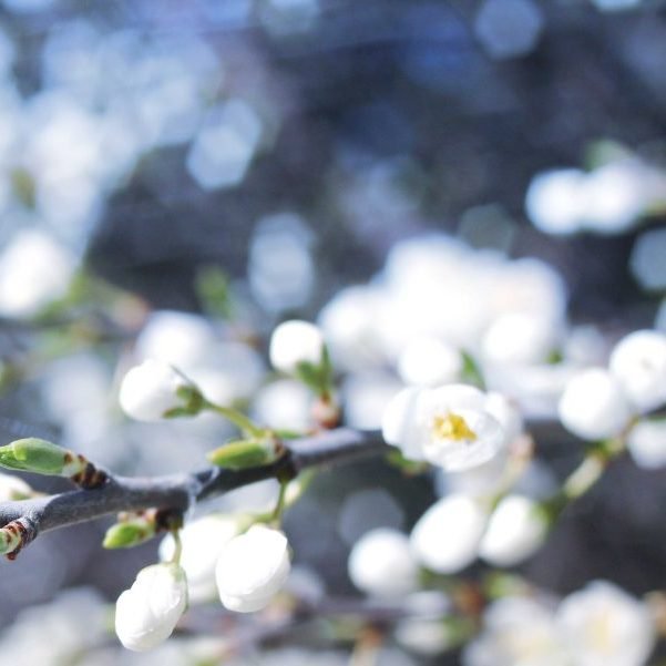 Seasonal Allergies Spring Optometry Promotions, hay fever